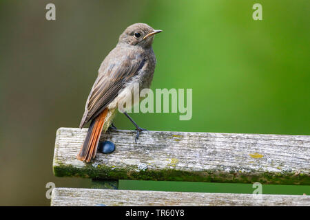 Black Redstart (Phoenicurus ochruros), sitzt auf einer Holzbank, Schweiz Stockfoto