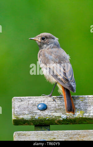 Black Redstart (Phoenicurus ochruros), sitzt auf einer Holzbank, Schweiz Stockfoto