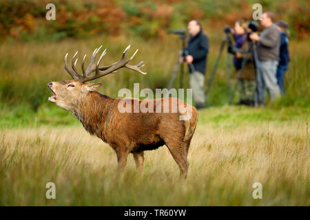 Red Deer (Cervus elaphus), belling Red Deer stag stehen auf einer Wiese, Tierfotograf im Hintergrund, Schweiz Stockfoto