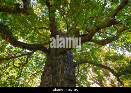 Gemeinsame Eiche, Pedunculate oak, Englischer Eiche (Quercus robur. "Quercus pedunculata"), Eiche im Richmond Park, Vereinigtes Königreich, England, Richmond Park, London Stockfoto