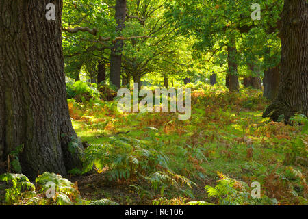 Gemeinsame Eiche, Pedunculate oak, Englischer Eiche (Quercus robur. "Quercus pedunculata"), Oak Forest im Richmond Park mit adlerfarn Pteridium aquilinum, Farn, Vereinigtes Königreich, England, Richmond Park Stockfoto