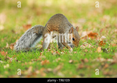 Östlichen grauen Eichhörnchen, graues Eichhörnchen (Sciurus carolinensis), Speicherung bis Winter Essen in einer Wiese, Seitenansicht, Vereinigtes Königreich, England, Richmond Park Stockfoto