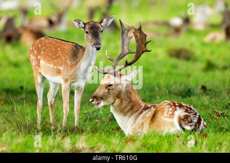 Damwild (Dama Dama, Cervus dama), Paar in einer Wiese, Vereinigtes Königreich, England, Richmond Park Stockfoto