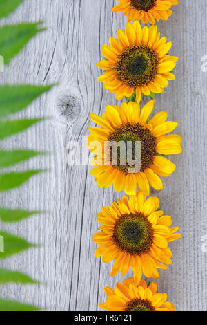 Gemeinsame Sonnenblume (Helianthus annuus), Reihe von Sonnenblumen Blüten auf einem Holzbrett Stockfoto