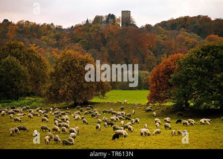 Inländische Schafe (Ovis ammon f. aries), Herde von Schafen im Ruhrgebiet, Blankenstein im Hintergrund das Schloss, Deutschland, Nordrhein-Westfalen, Ruhrgebiet, Hattingen Stockfoto