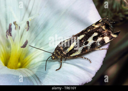 Gefleckte Schwefel (Acontia trabealis, Emmelia trabealis), auf rosa Blume, Deutschland Stockfoto