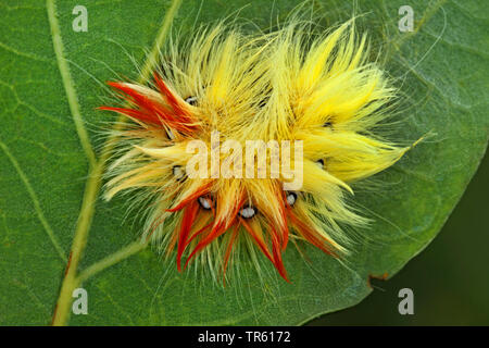 Sycamore Motte (Acronicta aceris), Caterpillar im defensiven Haltung in einem Eichenblatt, Deutschland Stockfoto