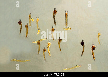 Phantom Midge, glassworm (Chaoborus spec.), Larven im Wasser, Deutschland Stockfoto