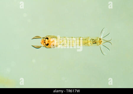 Phantom Midge, glassworm (Chaoborus spec.), Larven im Wasser, Deutschland Stockfoto