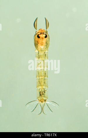 Phantom Midge, glassworm (Chaoborus spec.), Larven im Wasser, Deutschland Stockfoto