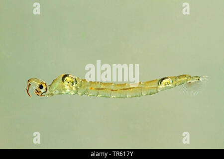 Phantom Midge, glassworm (Chaoborus spec.), Larven im Wasser, Deutschland Stockfoto