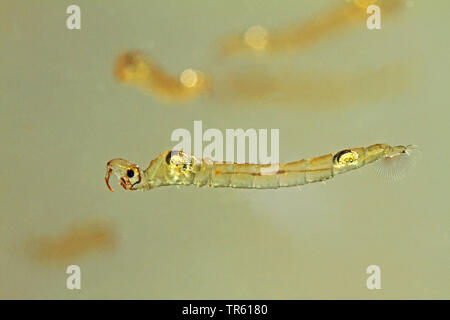 Phantom Midge, glassworm (Chaoborus spec.), Larven im Wasser, Deutschland Stockfoto