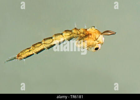 Phantom Midge, glassworm (Chaoborus spec.), Larven im Wasser, Deutschland Stockfoto