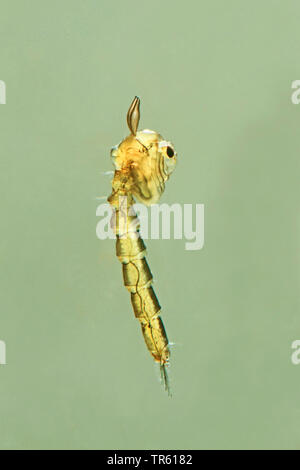 Phantom Midge, glassworm (Chaoborus spec.), Larven im Wasser, Deutschland Stockfoto