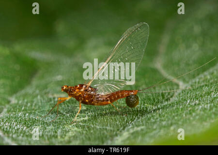 Mayfly (Ephemerella Ignita), mit ei Pack auf einem Blatt, Seitenansicht, Deutschland Stockfoto