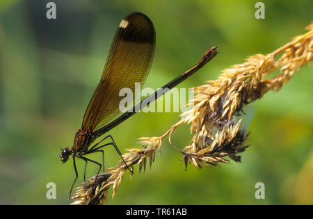 Mediterrane demoiselle, Kupfer demoiselle (Calopteryx haemorrhoidalis, Calopteryx haemorrhoidale), Weibliche auf Rush, Seitenansicht, Deutschland Stockfoto