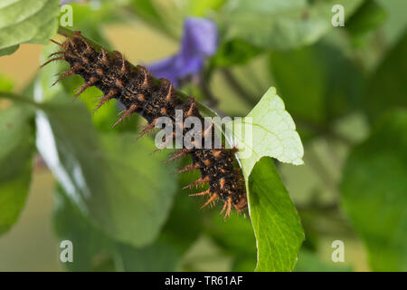 Hohe braun fritillary (Ceriagrion adippe, Fabriciana adippe), Caterpillar Fütterung Viola, Deutschland Stockfoto