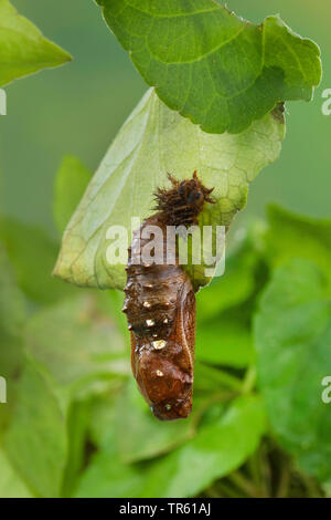 Hohe braun fritillary (Ceriagrion adippe, Fabriciana adippe), Puppe an Viola, Deutschland Stockfoto