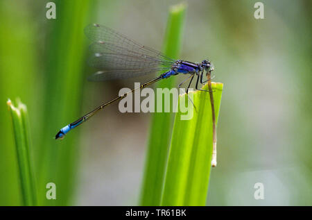 Gemeinsame ischnura, Blue-tailed damselfly (Ischnura elegans), männlich Fütterung eine Jagd nach damselfly, Seitenansicht, Deutschland Stockfoto