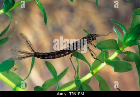 Gemeinsame ischnura, Blue-tailed damselfly (Ischnura elegans), Larve unter Wasser, Deutschland Stockfoto