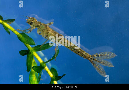 Gemeinsame ischnura, Blue-tailed damselfly (Ischnura elegans), Larve unter Wasser, Deutschland Stockfoto