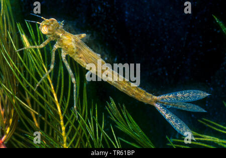 Gemeinsame ischnura, Blue-tailed damselfly (Ischnura elegans), Larve unter Wasser, Deutschland Stockfoto