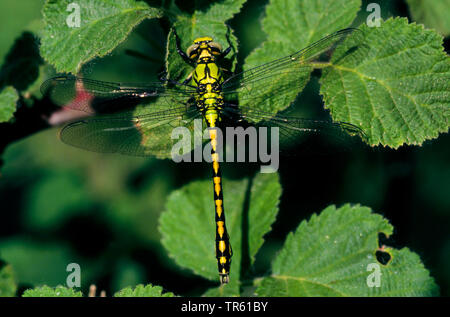 Serpentine, Dragonfly, grüne Snaketail (Ophiogomphus cecilia) serpentinus, Ophiogomphus, männlichen Sitzen auf einem Blatt, Ansicht von oben, Deutschland Stockfoto