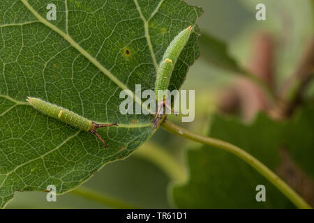 Weniger Lila Kaiser (Colias Ilia, Melanargia barcina), Caterpillar Fütterung auf zittern Pappel, Deutschland Stockfoto