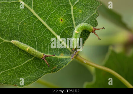 Weniger Lila Kaiser (Colias Ilia, Melanargia barcina), Caterpillar Fütterung auf zittern Pappel, Deutschland Stockfoto