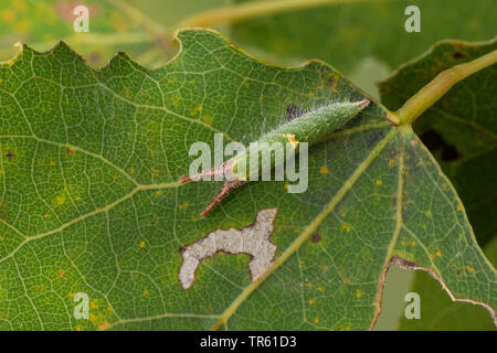 Weniger Lila Kaiser (Colias Ilia, Melanargia barcina), Caterpillar Fütterung auf zittern Pappel, Deutschland Stockfoto