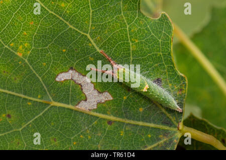 Weniger Lila Kaiser (Colias Ilia, Melanargia barcina), Caterpillar Fütterung auf zittern Pappel, Deutschland Stockfoto