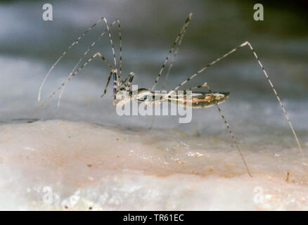 Thread-legged Bug (Empicoris vagabundus, Empicoris vagabunda), full-length Portrait, Seitenansicht, Deutschland Stockfoto