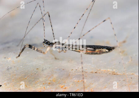 Thread-legged Bug (Empicoris vagabundus, Empicoris vagabunda), full-length Portrait, Seitenansicht, Deutschland Stockfoto