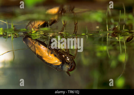 Gemeinsame backswimmer, backswimmer, notonectid, notonectids (Notonecta Hastata), Schwimmen auf dem Rücken an der Wasseroberfläche, Seitenansicht, Deutschland Stockfoto