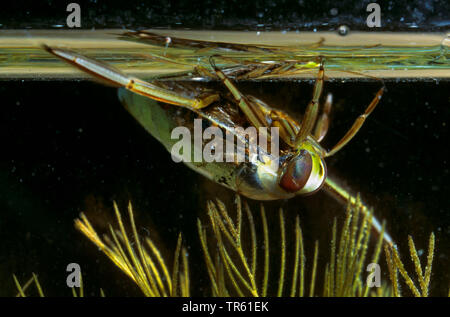 Gemeinsame backswimmer, backswimmer, notonectid, notonectids (Notonecta Hastata), Schwimmen auf dem Rücken an der Wasseroberfläche, Deutschland Stockfoto