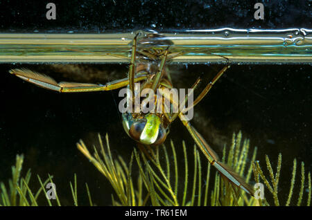 Gemeinsame backswimmer, backswimmer, notonectid, notonectids (Notonecta Hastata), Schwimmen auf dem Rücken an der Wasseroberfläche, Vorderansicht, Deutschland Stockfoto