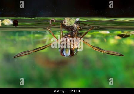 Gemeinsame backswimmer, backswimmer, notonectid, notonectids (Notonecta Hastata), Schwimmen auf dem Rücken an der Wasseroberfläche, Vorderansicht, Deutschland Stockfoto