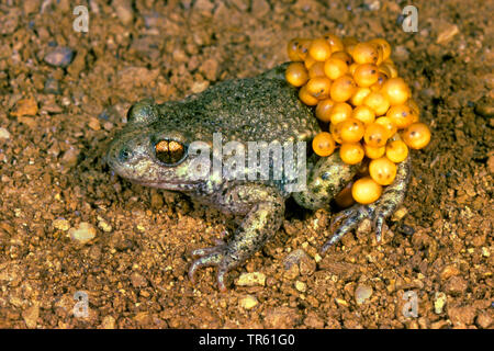 Hebamme Kröte (Alytes obstetricans), mit Eiern, Deutschland Stockfoto