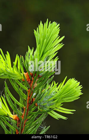 Ananas Galle Galle adelgid, Ost fichte Fichte adelgid, gelbe Galle gegen Blattläuse (Adelges abietes, Sacciphantes abietis, Sacchiphantes abietis), Galle an einer Fichte Zweig, Deutschland Stockfoto