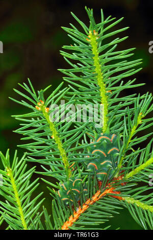 Ananas Galle Galle adelgid, Ost fichte Fichte adelgid, gelbe Galle gegen Blattläuse (Adelges abietes, Sacciphantes abietis, Sacchiphantes abietis), Galle an einer Fichte Zweig, Deutschland Stockfoto