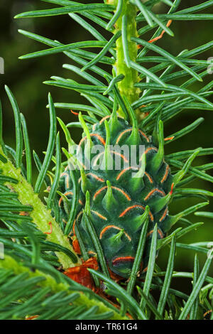 Ananas Galle Galle adelgid, Ost fichte Fichte adelgid, gelbe Galle gegen Blattläuse (Adelges abietes, Sacciphantes abietis, Sacchiphantes abietis), Galle an einer Fichte Zweig, Deutschland Stockfoto