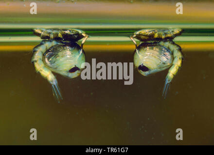 Haus Mücke, nördlichen gemeinsame Haus Mücke, gemeinsame Mücke, Haus Mücke (Culex pipiens), pupas an der Wasseroberfläche, Deutschland Stockfoto