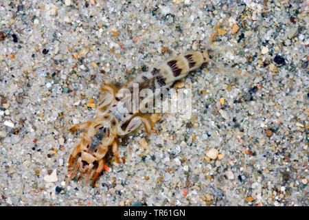 Eintagsfliege (Ephemera danica), Nymphe im Wasser, von oben betrachten, Deutschland Stockfoto