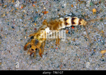 Eintagsfliege (Ephemera danica), Nymphe im Wasser, von oben betrachten, Deutschland Stockfoto