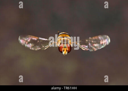 Marmalade hoverfly (Episyrphus balteatus), Fliegende, Deutschland Stockfoto