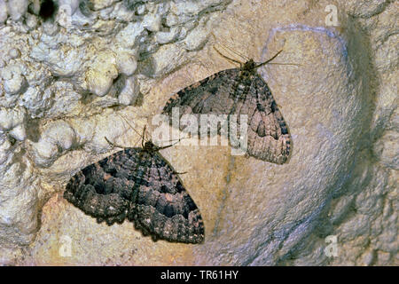 Höhle Motte, Keller Motte (Triphosa dubitata), zwei Keller Motten zusammen in einer Höhle wand saß, vie von oben, Deutschland Stockfoto
