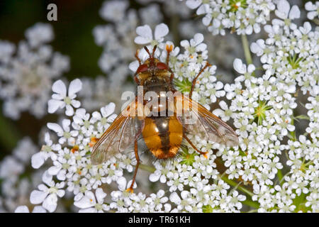 Tachinid Fliegen, parasitäre Fliege (Tachina fera), sitzend auf umbellifer, Deutschland Stockfoto