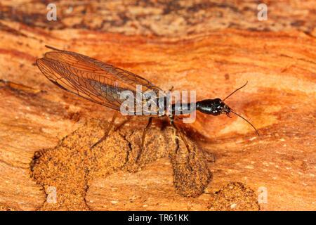 Schlange fliegen (Phaeostigma notata, Rhaphidia Notata), sitzend auf Holz, Seitenansicht, Deutschland Stockfoto