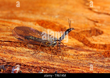 Schlange fliegen (Phaeostigma notata, Rhaphidia Notata), sitzend auf Holz, Seitenansicht, Deutschland Stockfoto