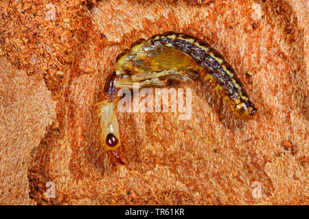 Schlange fliegen (Phaeostigma notata, Rhaphidia Notata), Nymphe mit Beginn der Flügel auf Holz, Seitenansicht, Deutschland Stockfoto